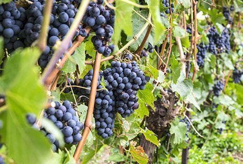 Château d'Aiguilhe - 3