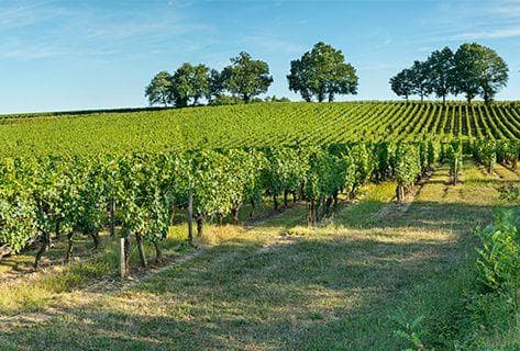 Château d'Aiguilhe - 4