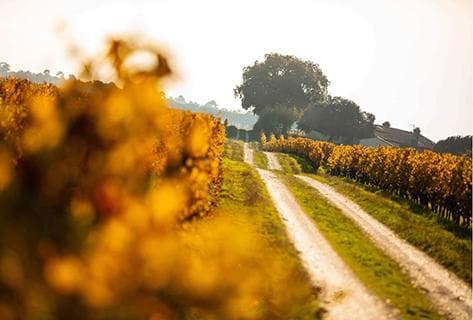 Château d'Angludet - 2