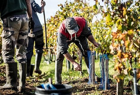 Château d'Angludet - 3