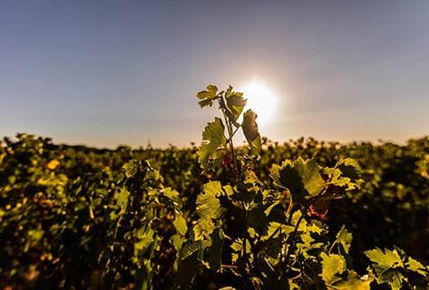 Château d'Angludet - 4