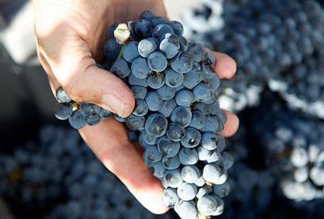 Château d'Armailhac - Mouton Baron(ne) Philippe - 2