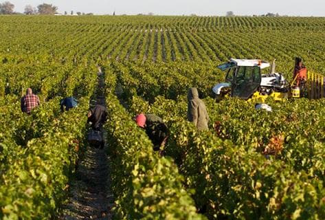 Château d'Armailhac - Mouton Baron(ne) Philippe - 3