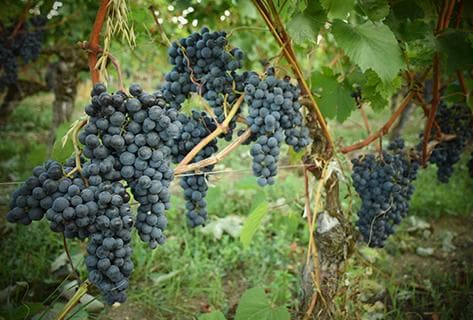 Château Dassault - 2