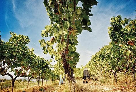 Château de Bellet - 2