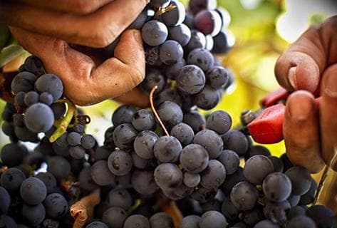 Château de Bellet - 3