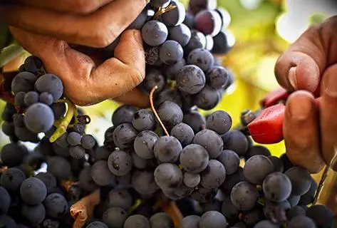 Château de Bellet - 3