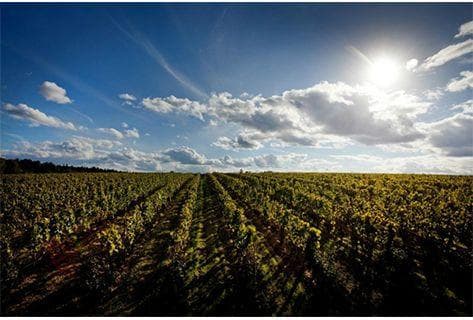 Château de Fargues - 1