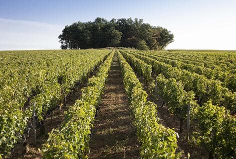 Photo of partner producer Château de Ferrand (Saint-Emilion)