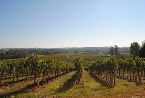Château de Francs - Les Cerisiers - 2