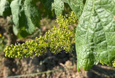 Château de Plaisance - 4