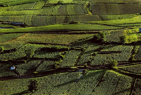 Château de Pommard - 3