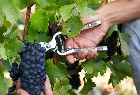 Château de Pommard - 4