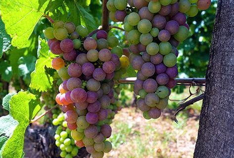 Château de Valandraud - 4