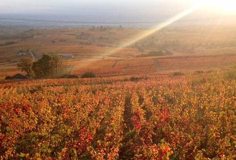 Photo of partner producer Château des Rontets