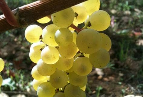 Château des Rontets - 4