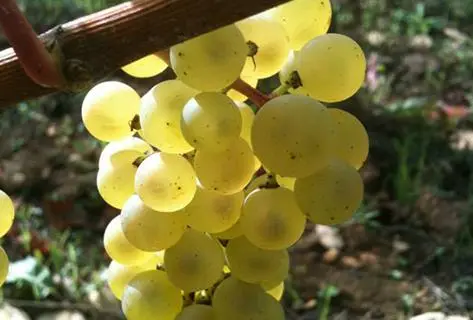 Château des Rontets - 4