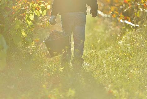 Château d'Estoublon - 2