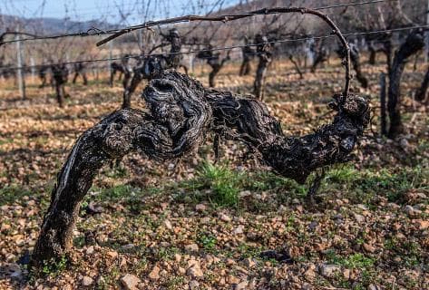 Château du Cèdre - 2