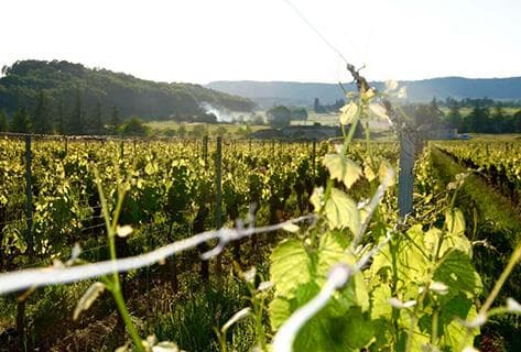 Château du Cèdre - 4