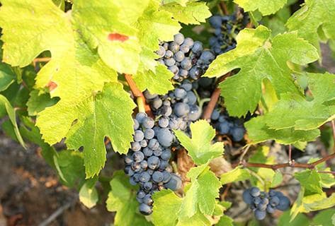 Château du Moulin à Vent - 3