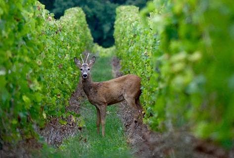 Château du Taillan - 2