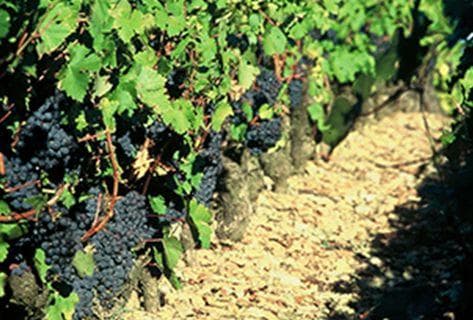 Château Duhart-Milon - 2