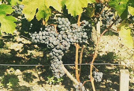 Château Durfort Vivens - 3