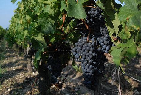 Château Ferrière - 2