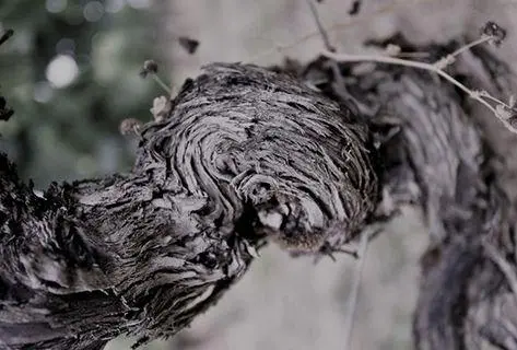 Château Fonplegade - 3