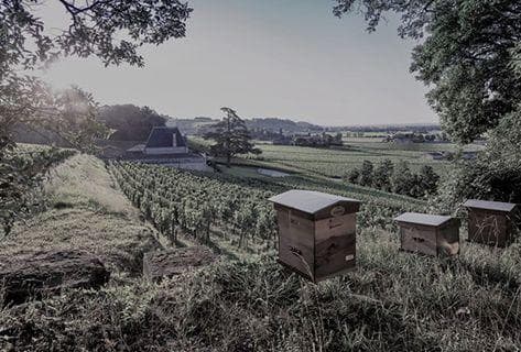 Château Fonplegade - 4