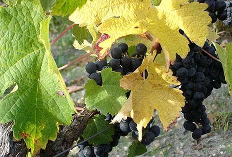 Château Fourcas Dupré - 2