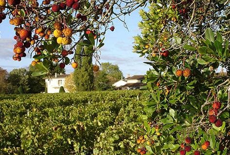 Château Fourcas Dupré - 3