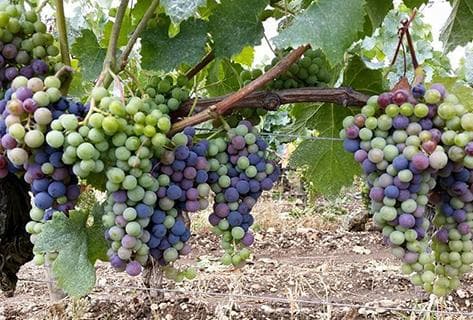 Château Gombaude Guillot - 2