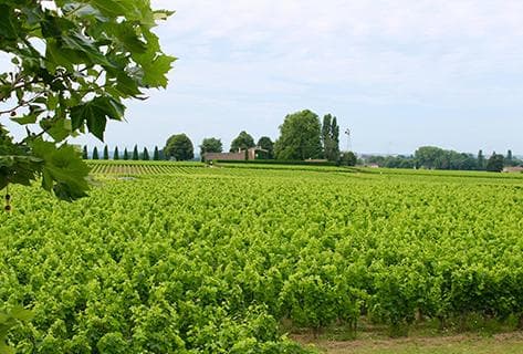 Château Gombaude Guillot - 3