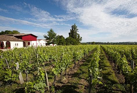 Château Grand Corbin Despagne - 3