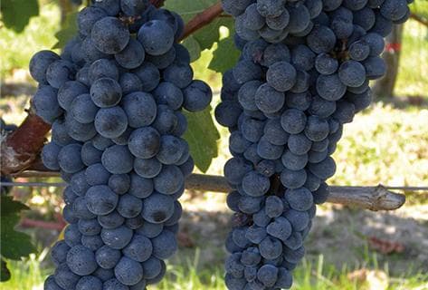 Château Grand Corbin Manuel - 2