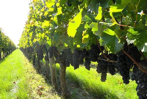 Château Grand Corbin Manuel - 3