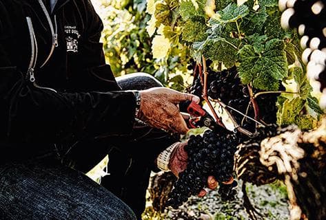 Château Grand Puy Ducasse - 2