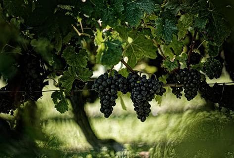 Château Grand Puy Ducasse - 3