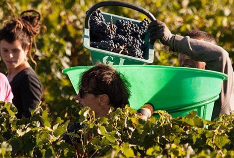 Château Gruaud Larose - 2