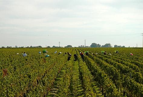 Château Gruaud Larose - 3