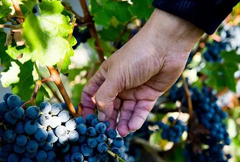 Château Gruaud Larose - 4