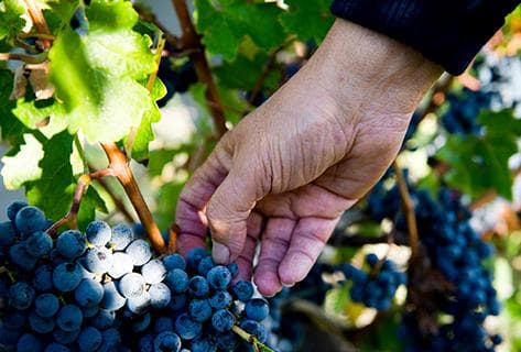 Château Gruaud Larose - 4