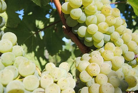 Château Guiraud - 2