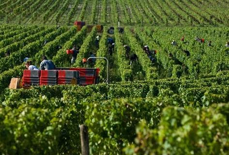 Château Guiraud - 3