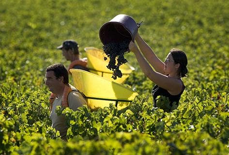 Château Haut Bages Libéral - 2