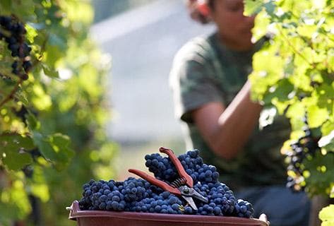 Château Haut Bages Libéral - 4
