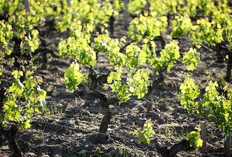 Château Haut-Bailly - 3