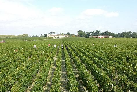 Château Haut-Bailly - 4